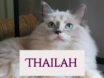 Thailah